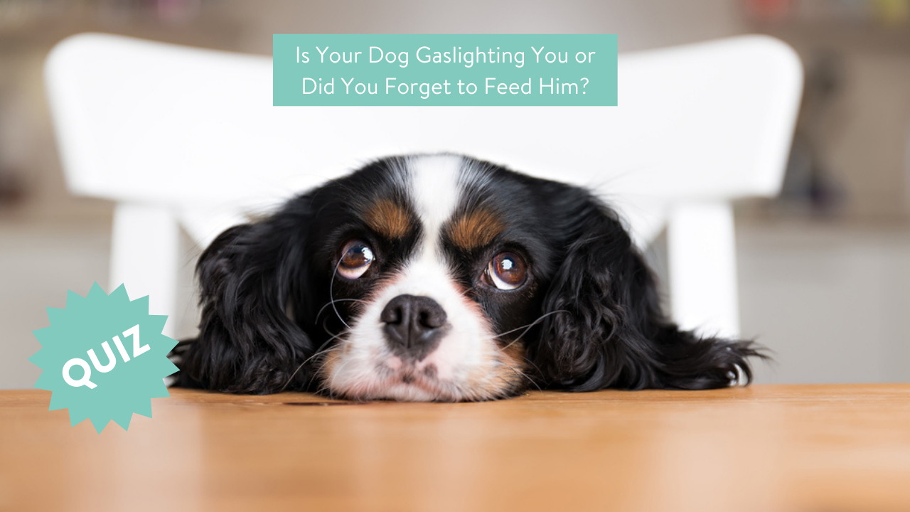 QUIZ: Is your dog gaslighting you or did you forget to feed him